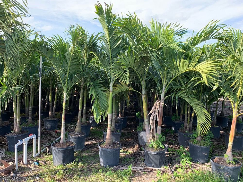 veitchia-merrillii-christmas-palm-adonidia-merrillii