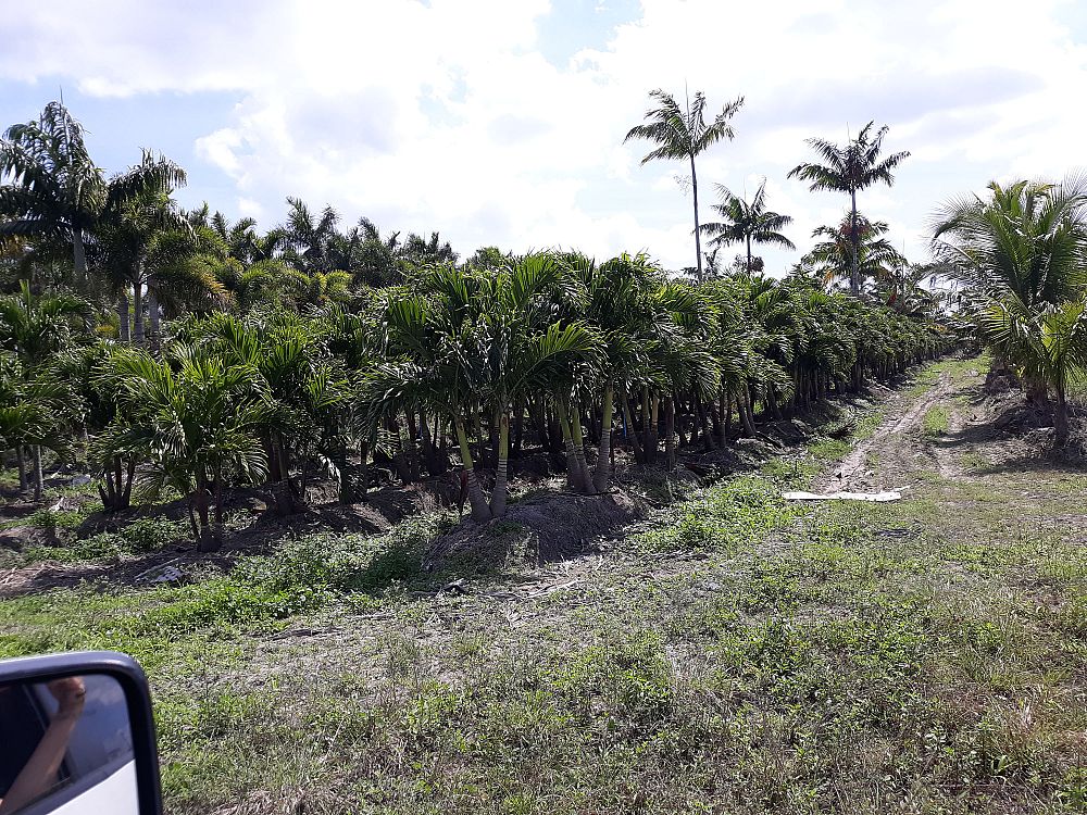 veitchia-merrillii-christmas-palm-adonidia-merrillii