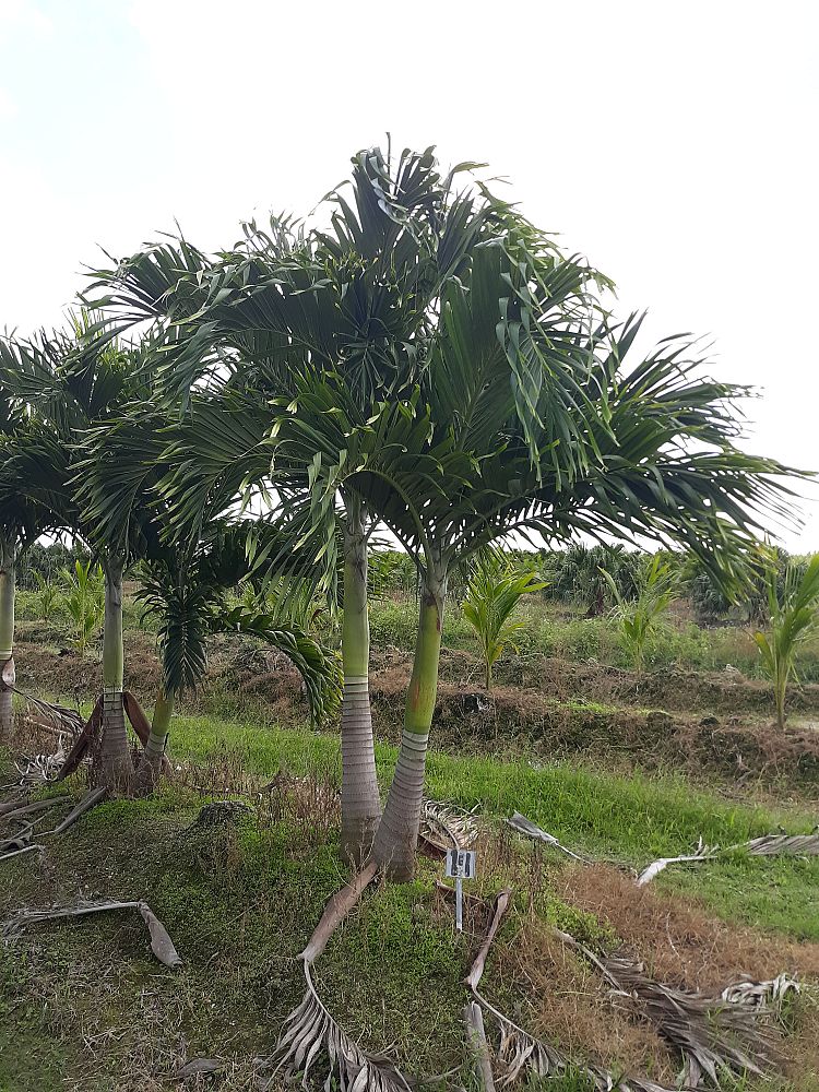 veitchia-merrillii-christmas-palm-adonidia-merrillii