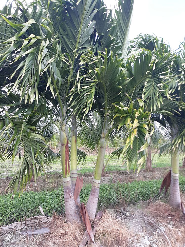 veitchia-merrillii-christmas-palm-adonidia-merrillii