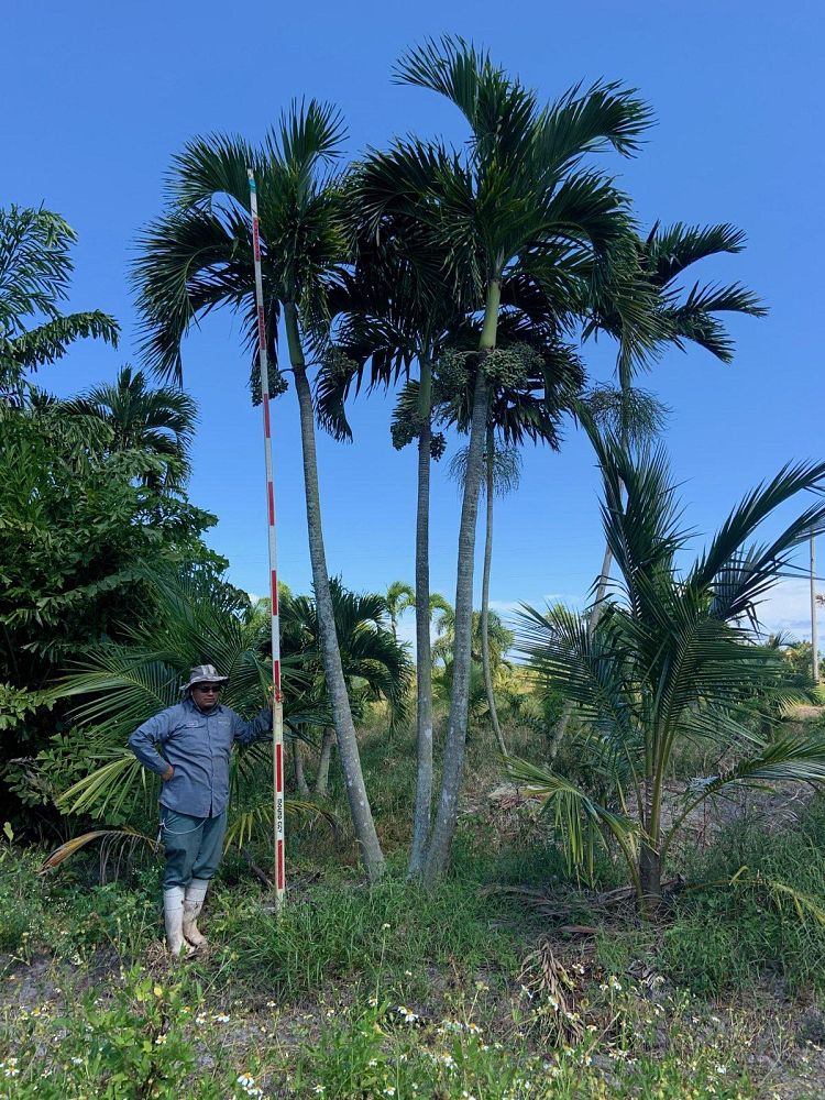 veitchia-merrillii-christmas-palm-adonidia-merrillii