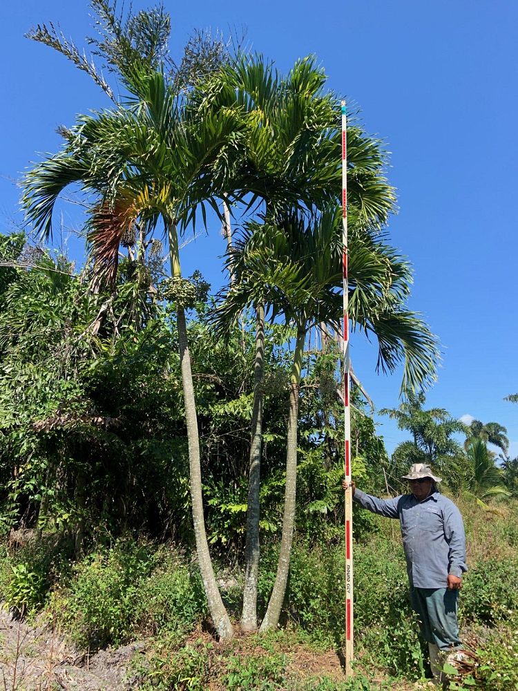 veitchia-merrillii-christmas-palm-adonidia-merrillii