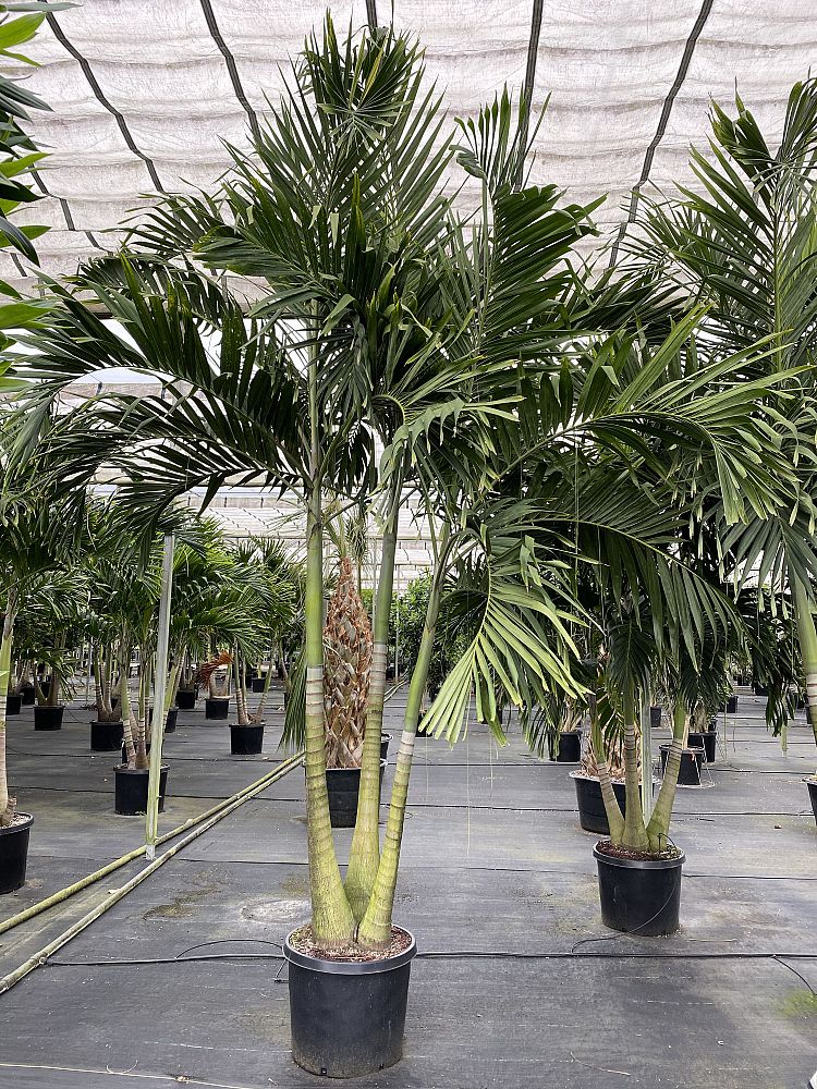 veitchia-merrillii-christmas-palm-adonidia-merrillii