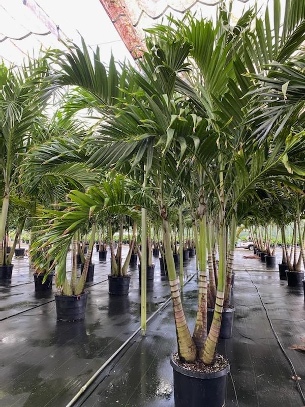 veitchia-merrillii-christmas-palm-adonidia-merrillii