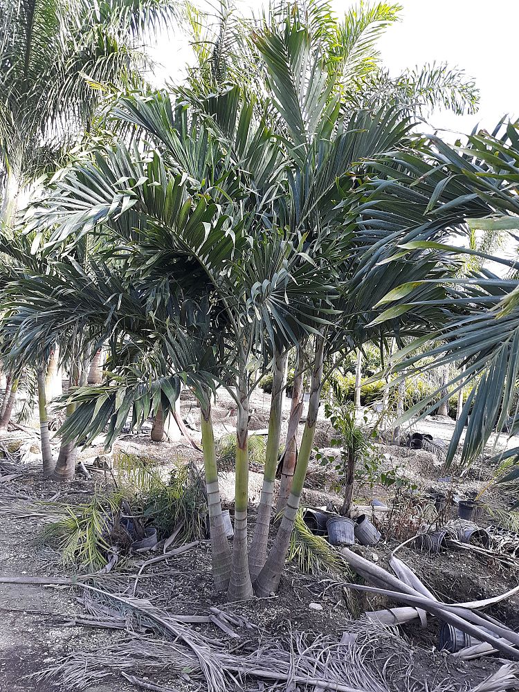 veitchia-merrillii-christmas-palm-adonidia-merrillii