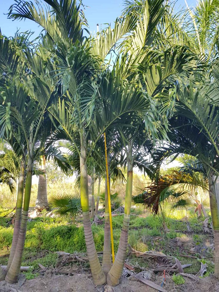veitchia-merrillii-christmas-palm-adonidia-merrillii
