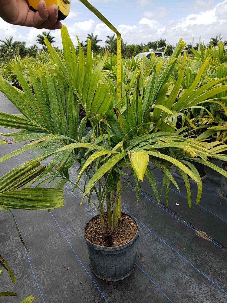 veitchia-merrillii-christmas-palm-adonidia-merrillii