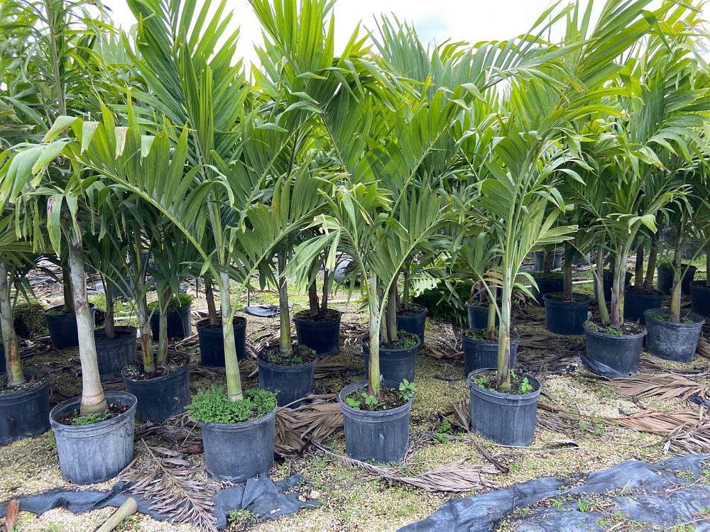 veitchia-merrillii-christmas-palm-adonidia-merrillii
