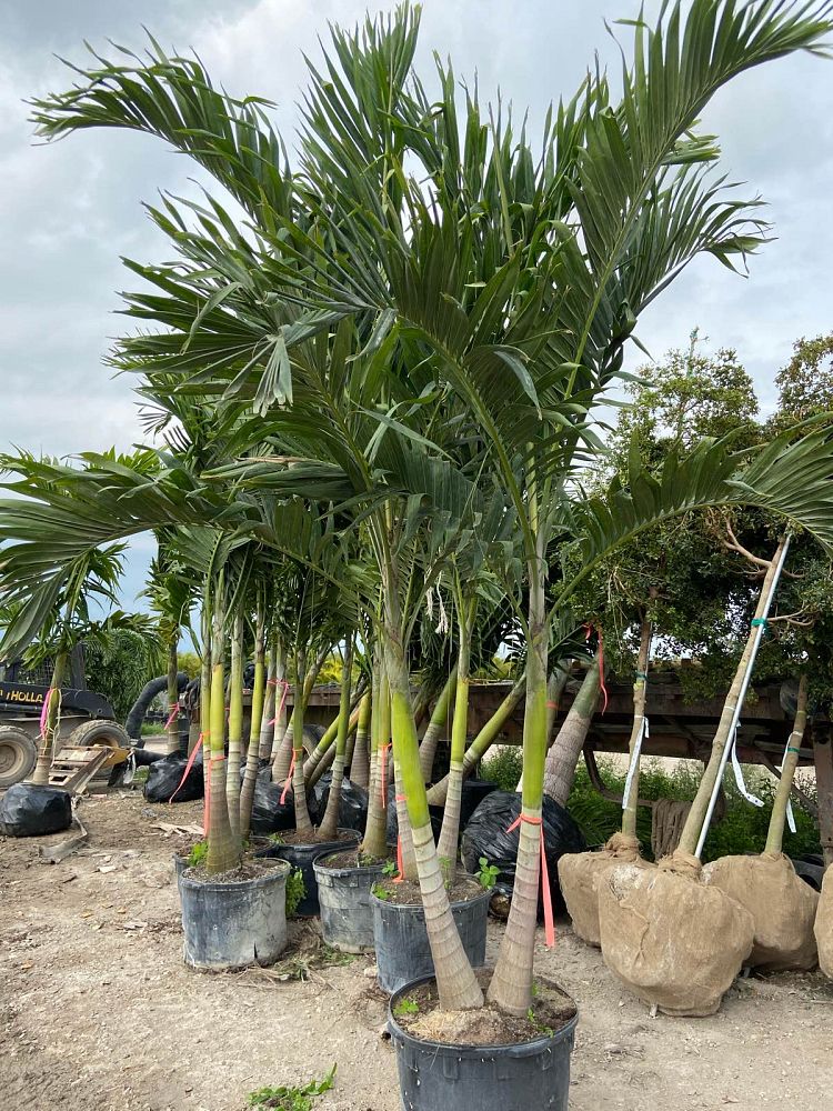 veitchia-merrillii-christmas-palm-adonidia-merrillii