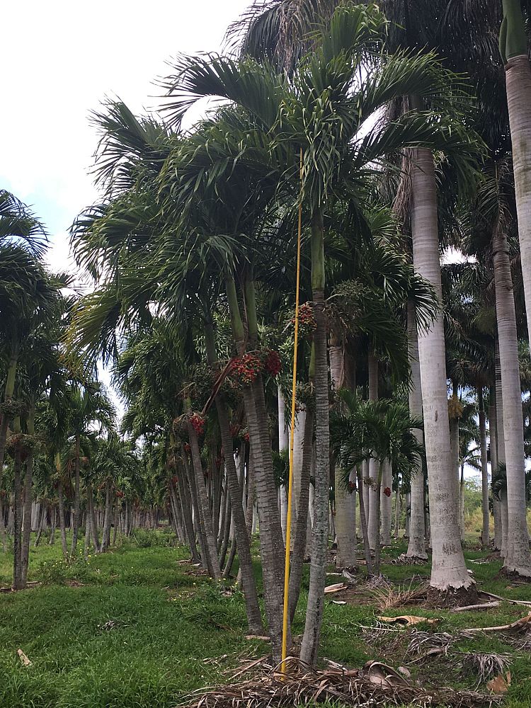veitchia-merrillii-christmas-palm-adonidia-merrillii