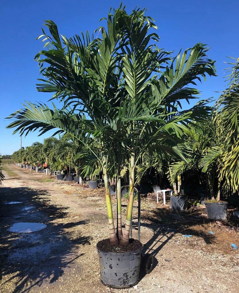 veitchia-merrillii-christmas-palm-adonidia-merrillii