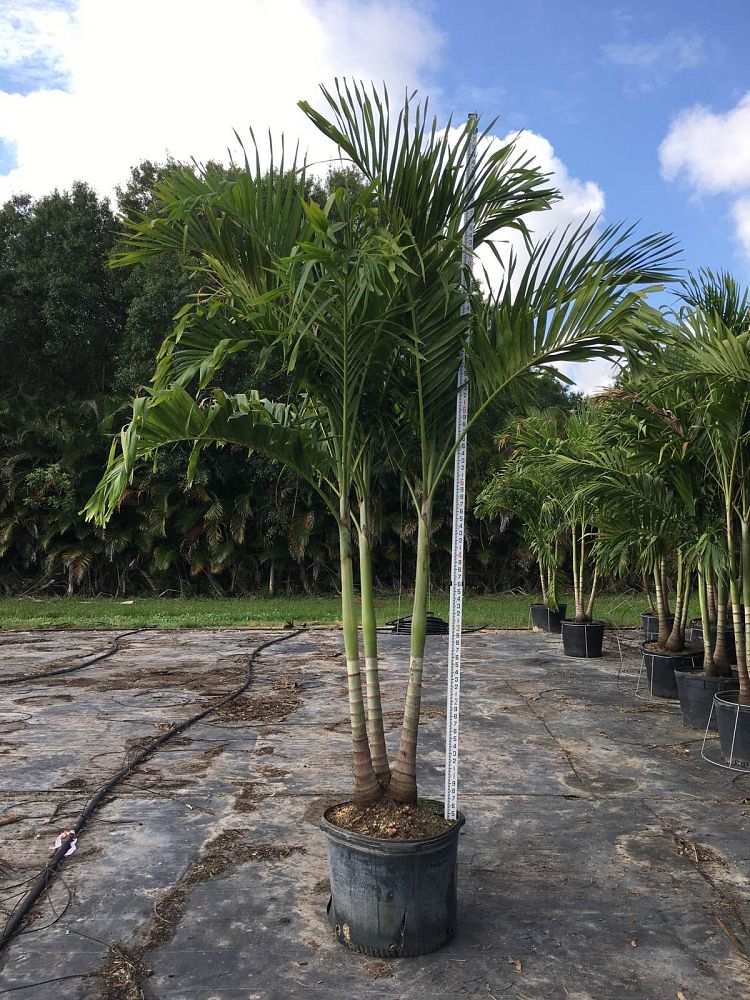 veitchia-merrillii-christmas-palm-adonidia-merrillii