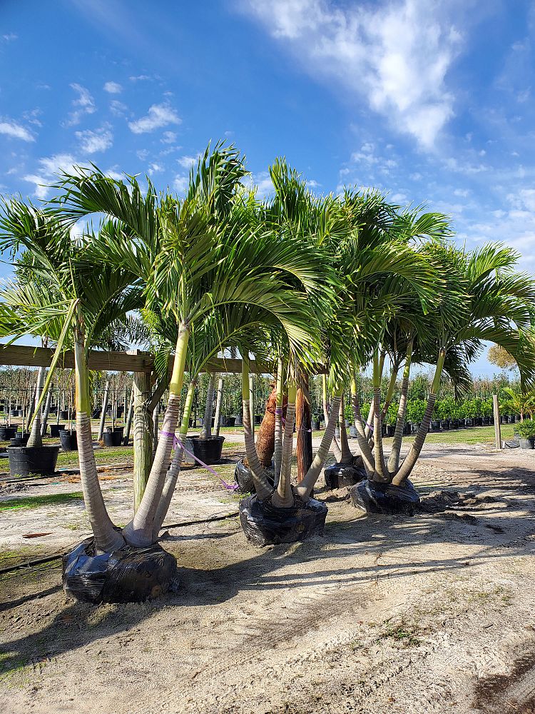 veitchia-merrillii-christmas-palm-adonidia-merrillii