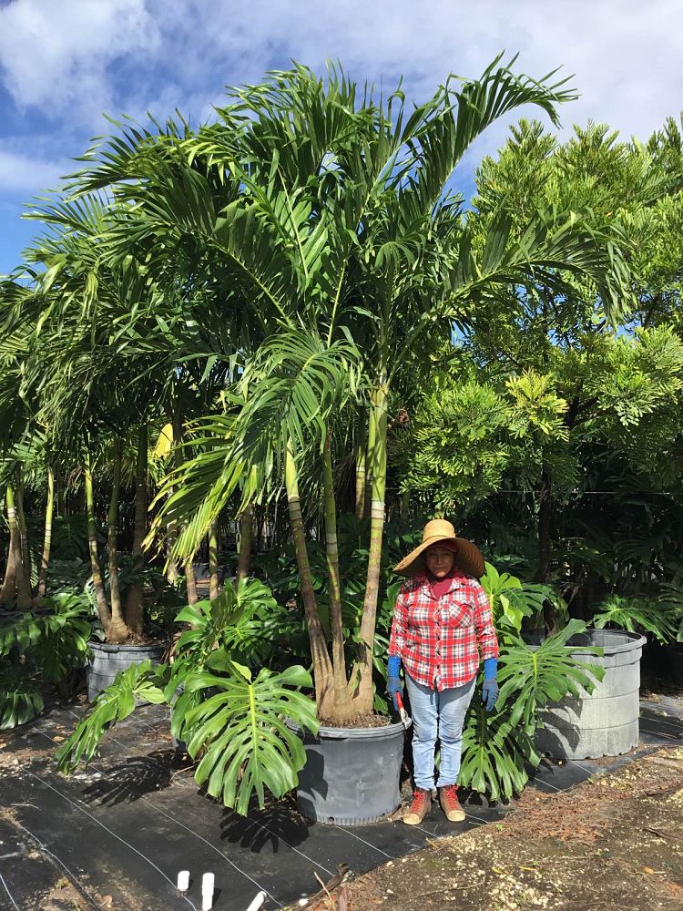 veitchia-merrillii-christmas-palm-adonidia-merrillii