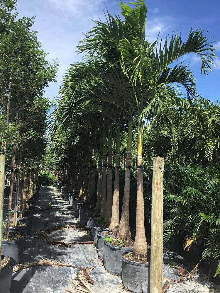 veitchia-merrillii-christmas-palm-adonidia-merrillii