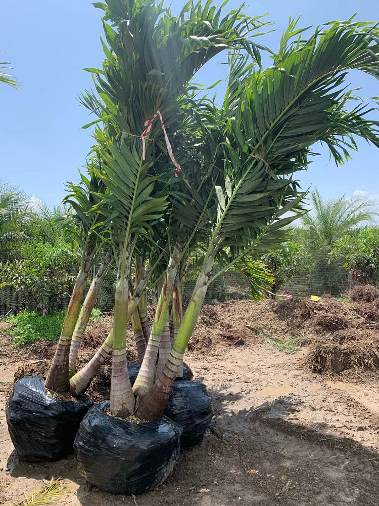 veitchia-merrillii-christmas-palm-adonidia-merrillii