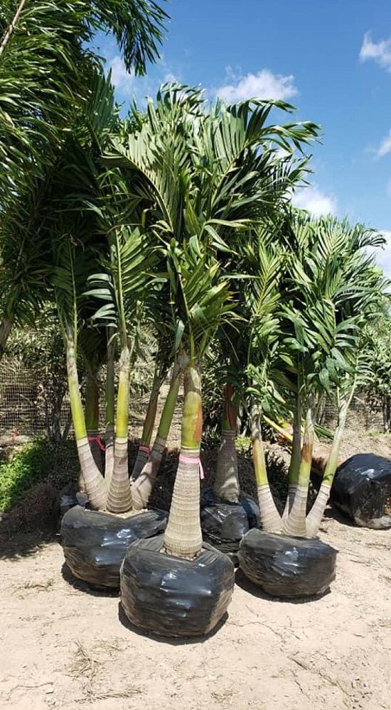 veitchia-merrillii-christmas-palm-adonidia-merrillii