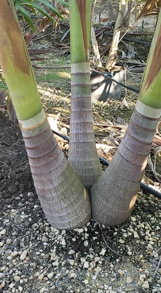 veitchia-merrillii-christmas-palm-adonidia-merrillii