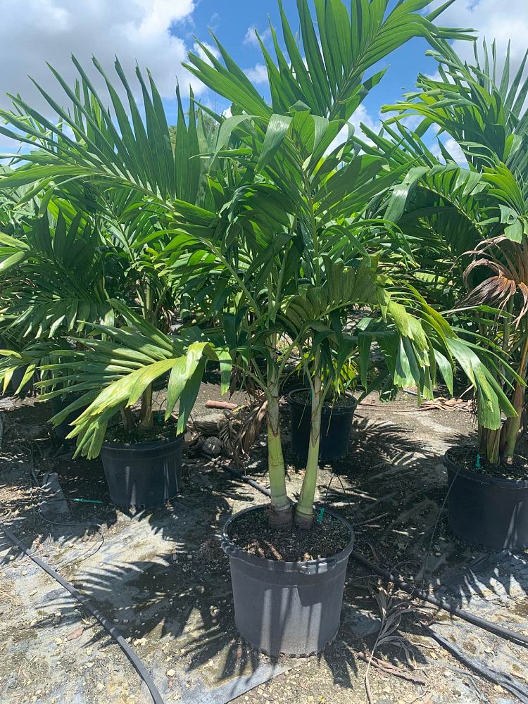 veitchia-merrillii-christmas-palm-adonidia-merrillii