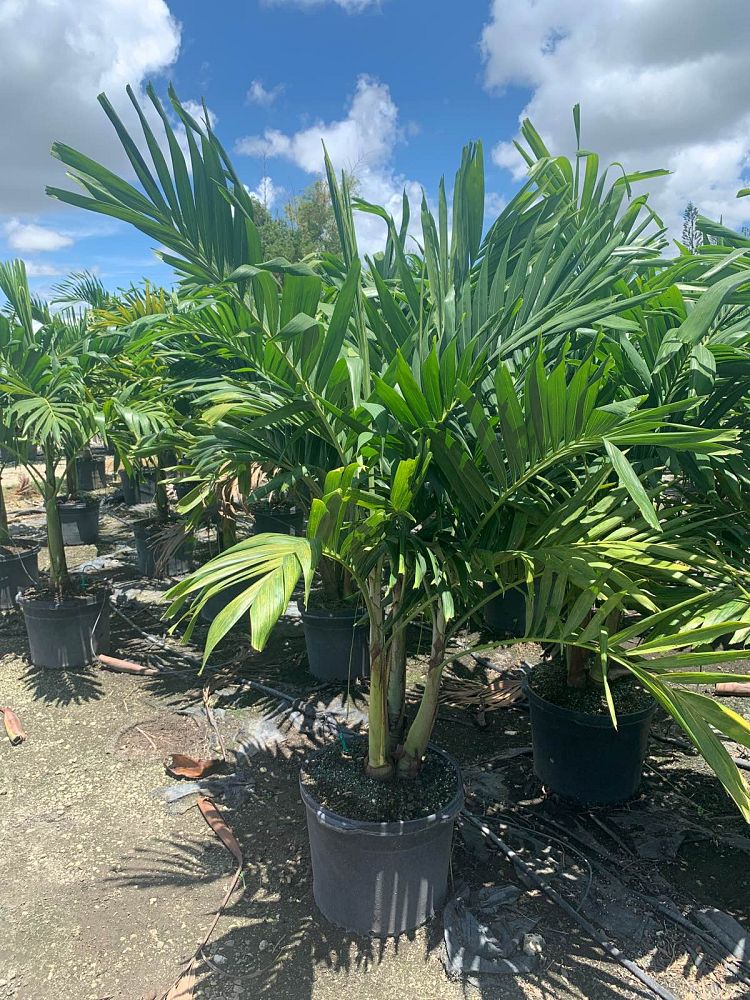 veitchia-merrillii-christmas-palm-adonidia-merrillii