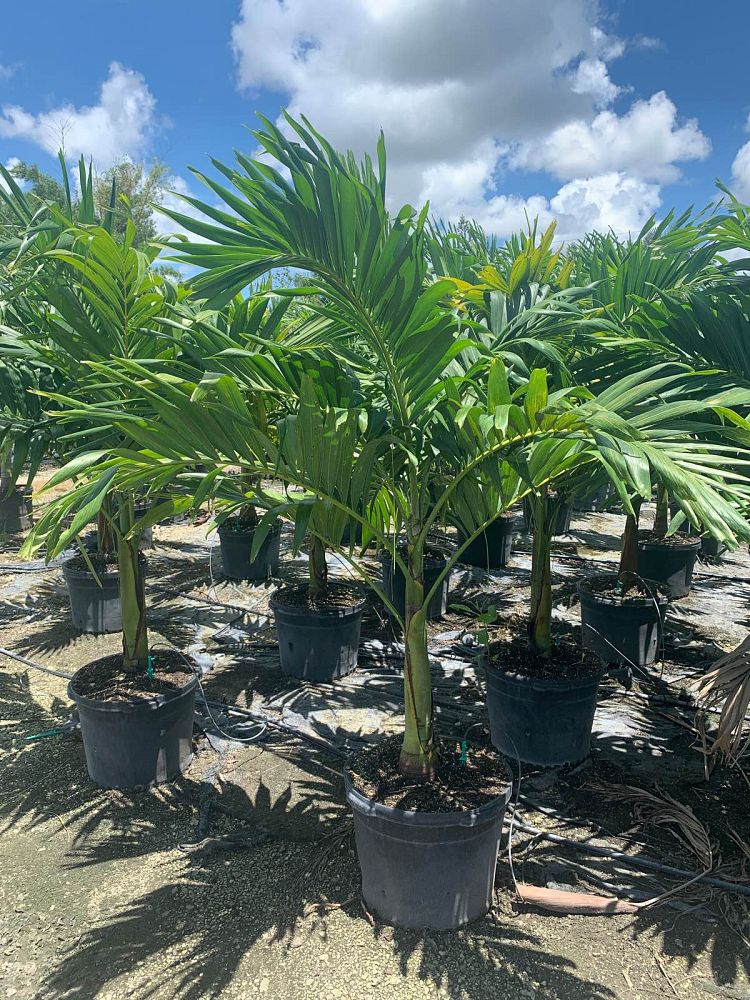 veitchia-merrillii-christmas-palm-adonidia-merrillii