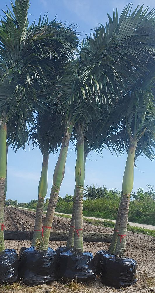 veitchia-merrillii-christmas-palm-adonidia-merrillii