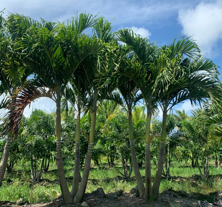 veitchia-merrillii-christmas-palm-adonidia-merrillii