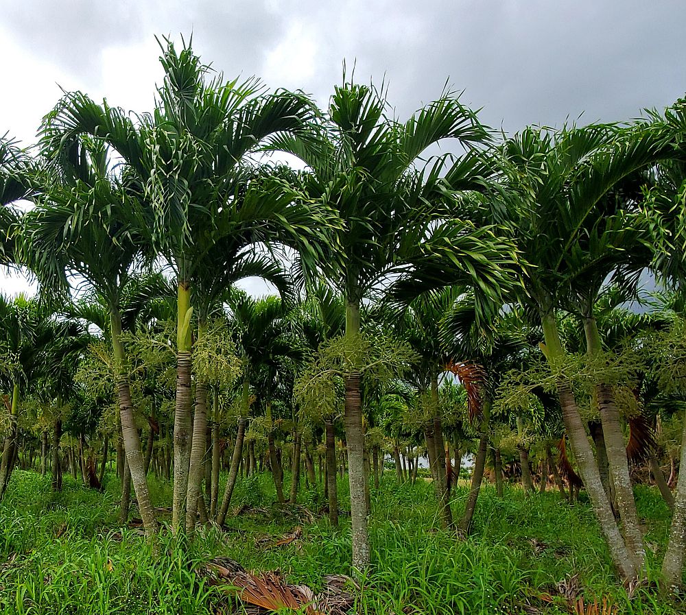 veitchia-merrillii-christmas-palm-adonidia-merrillii