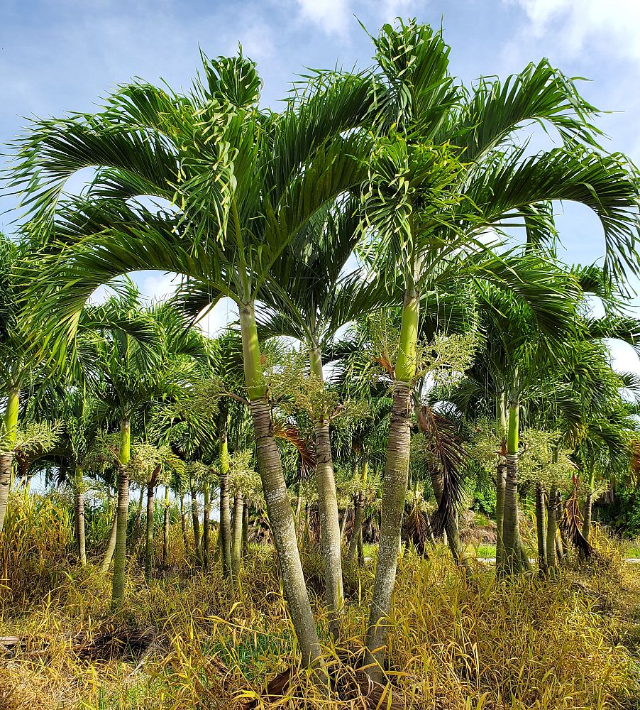 veitchia-merrillii-christmas-palm-adonidia-merrillii