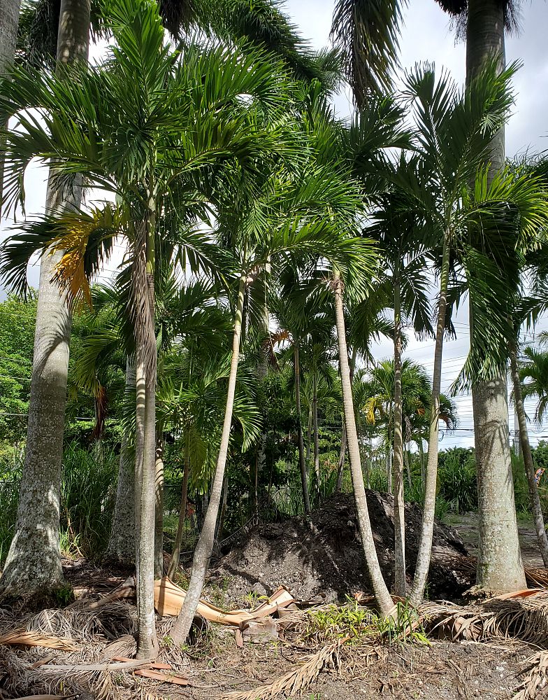 veitchia-merrillii-christmas-palm-adonidia-merrillii