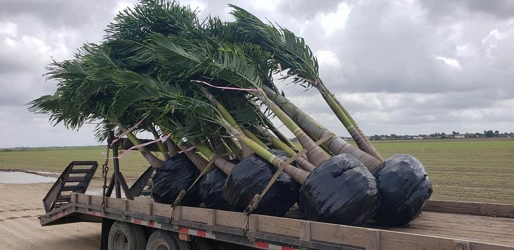 veitchia-merrillii-christmas-palm-adonidia-merrillii