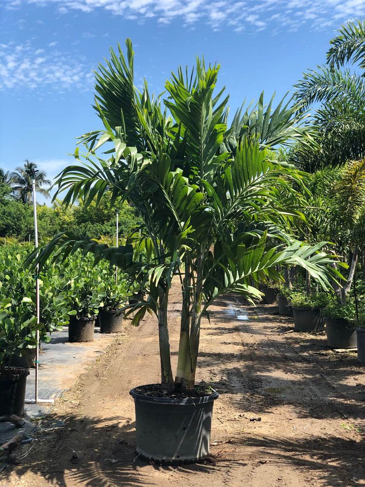 veitchia-merrillii-christmas-palm-adonidia-merrillii
