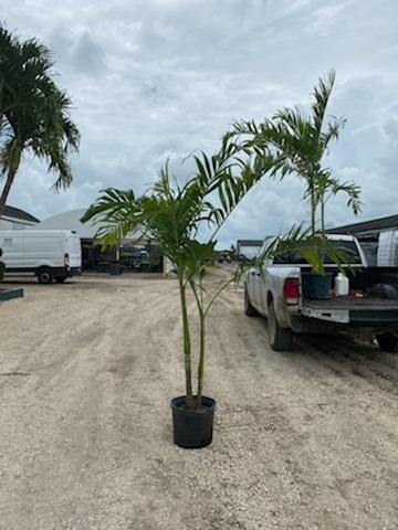 veitchia-merrillii-christmas-palm-adonidia-merrillii