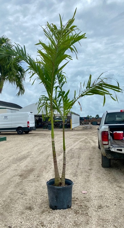 veitchia-merrillii-christmas-palm-adonidia-merrillii