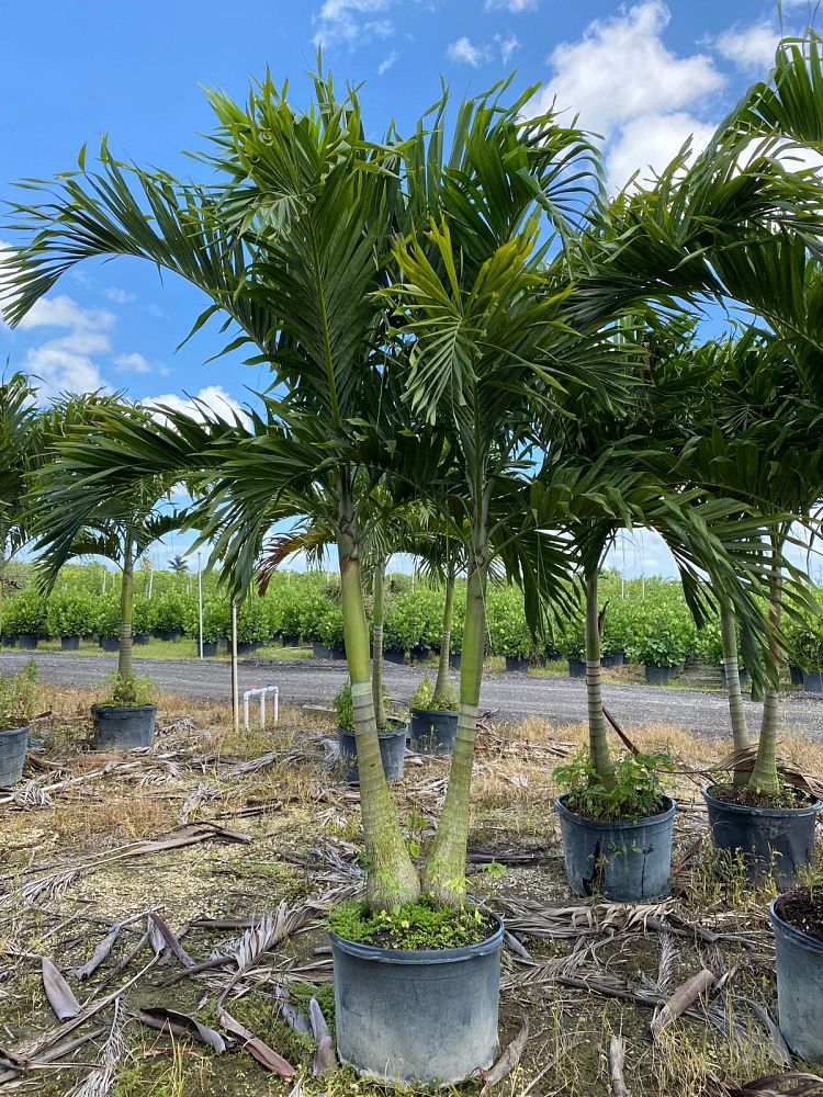 veitchia-merrillii-christmas-palm-adonidia-merrillii