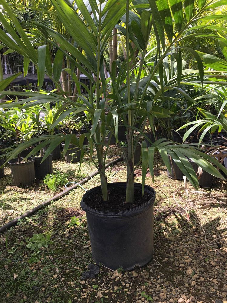 veitchia-merrillii-christmas-palm-adonidia-merrillii