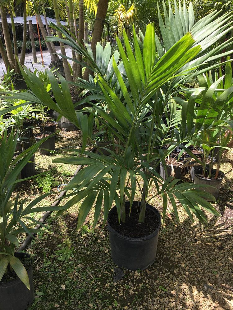 veitchia-merrillii-christmas-palm-adonidia-merrillii