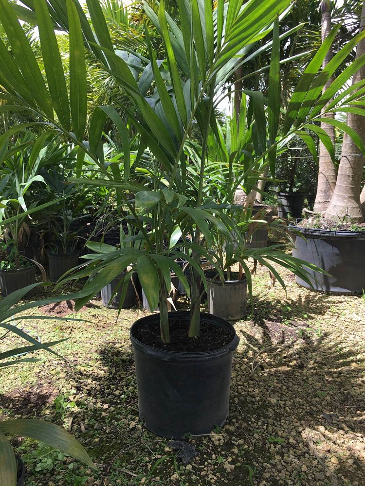 veitchia-merrillii-christmas-palm-adonidia-merrillii