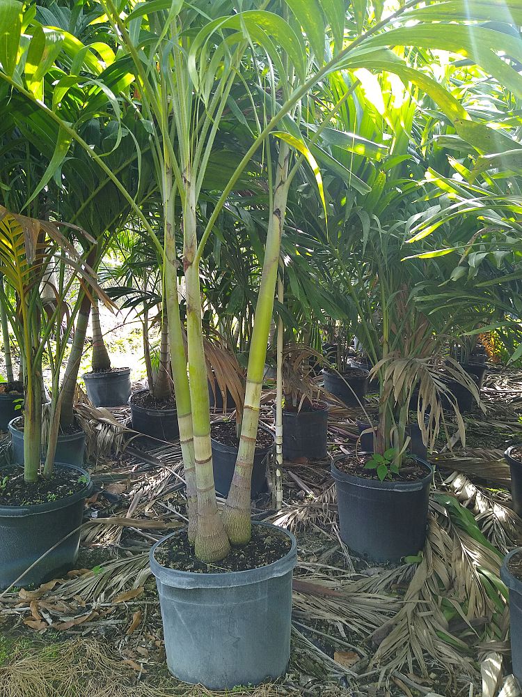 veitchia-merrillii-christmas-palm-adonidia-merrillii