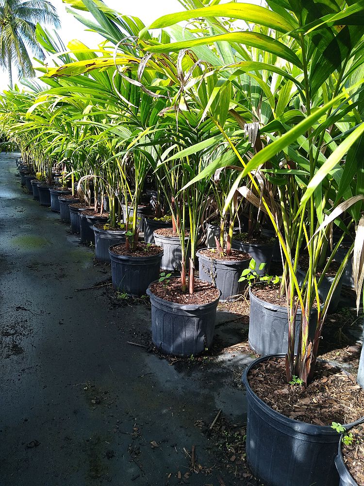 veitchia-merrillii-christmas-palm-adonidia-merrillii