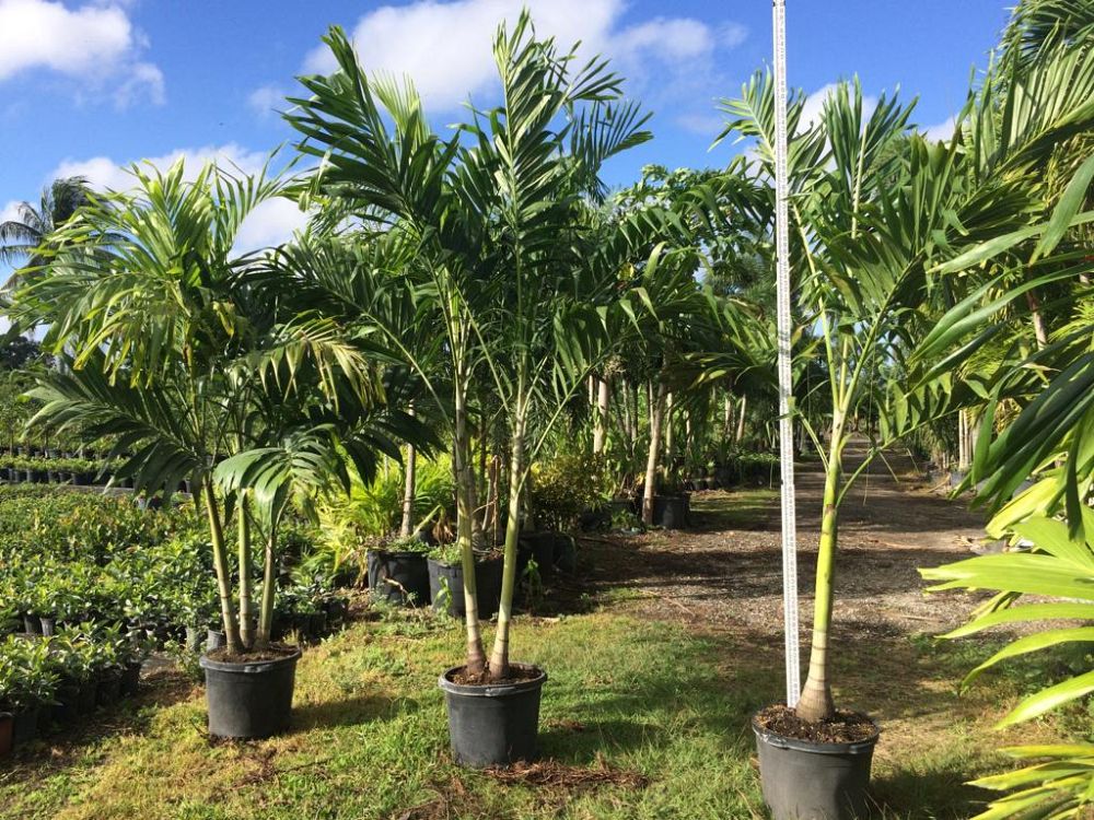 veitchia-merrillii-christmas-palm-adonidia-merrillii