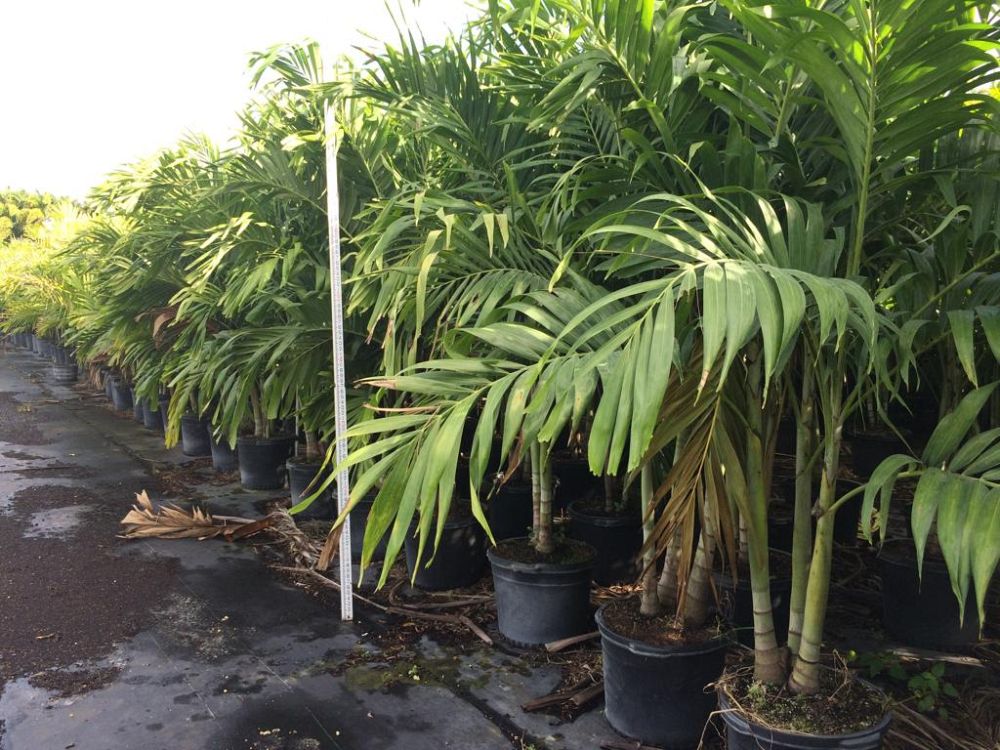 veitchia-merrillii-christmas-palm-adonidia-merrillii