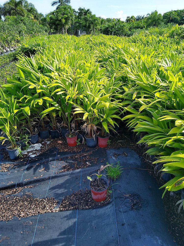 veitchia-merrillii-christmas-palm-adonidia-merrillii