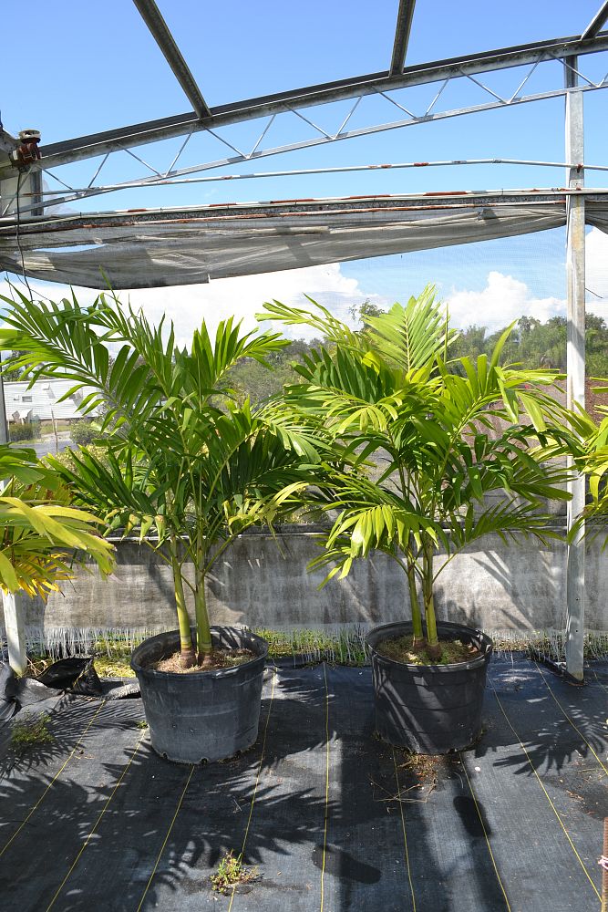 veitchia-merrillii-christmas-palm-adonidia-merrillii
