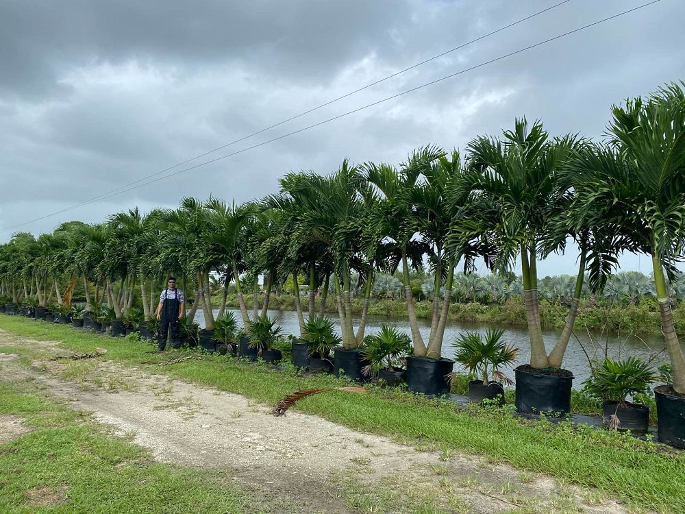 veitchia-merrillii-christmas-palm-adonidia-merrillii