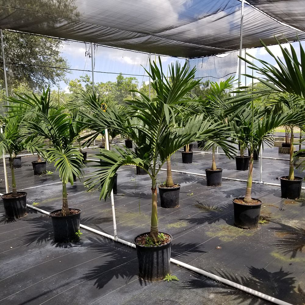 veitchia-merrillii-christmas-palm-adonidia-merrillii