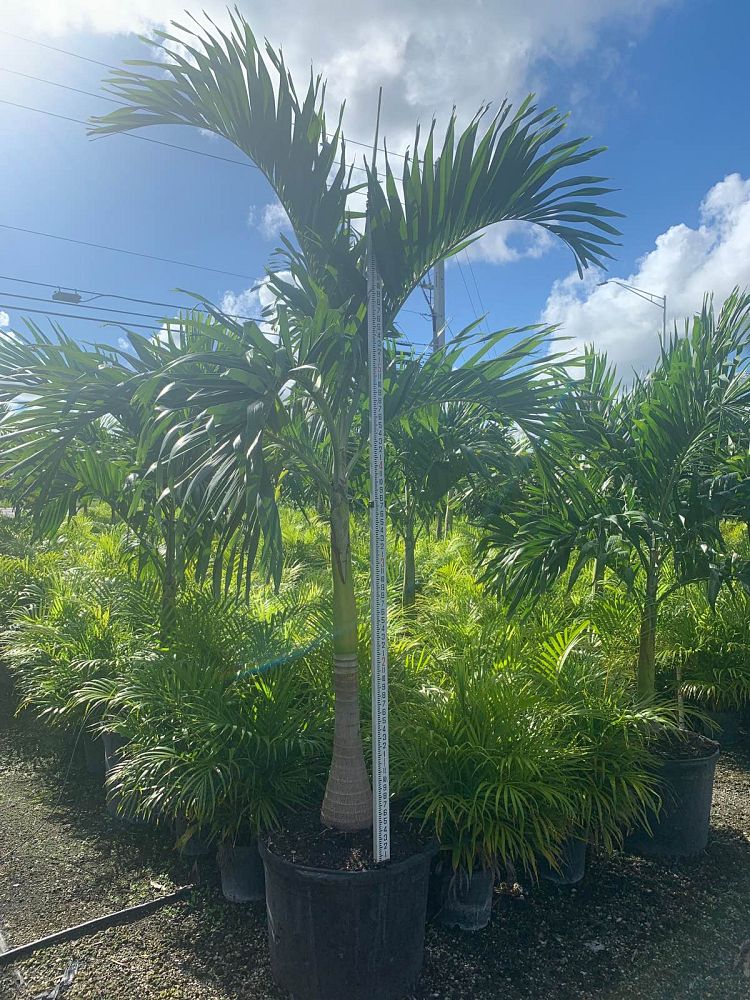 veitchia-merrillii-christmas-palm-adonidia-merrillii