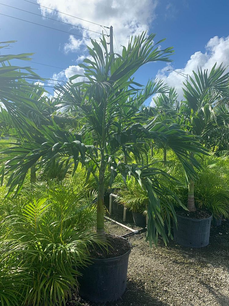 veitchia-merrillii-christmas-palm-adonidia-merrillii