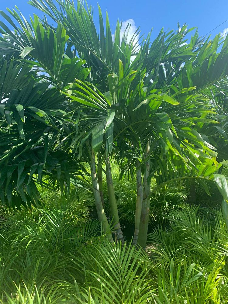 veitchia-merrillii-christmas-palm-adonidia-merrillii