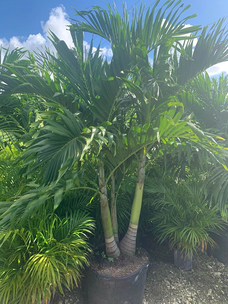 veitchia-merrillii-christmas-palm-adonidia-merrillii
